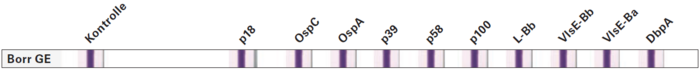 Blot: Anti-Borrelia-EUOLINE Pferd (IgG)