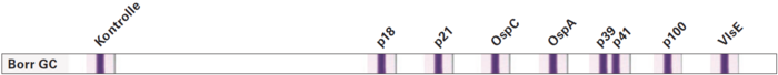 Blot: Anti-Borrelia EUROLINE Hund (IgG)