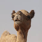 Kamel