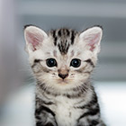 Katze