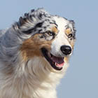 Hund