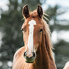 Pferd
