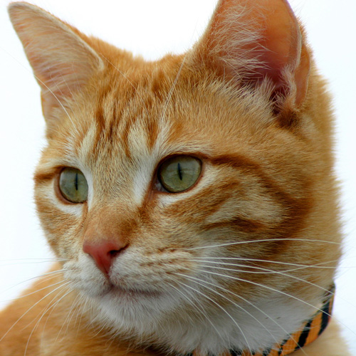Toxoplasmose Katze