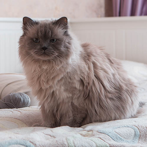 Toxoplasmose Katze