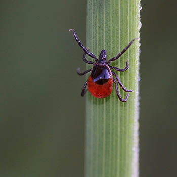 Zweistufenstrategie Borreliose-Diagnostik